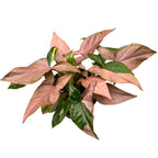 Syngonium podophyllum 'Red Spot' (Pink Splash) full pots