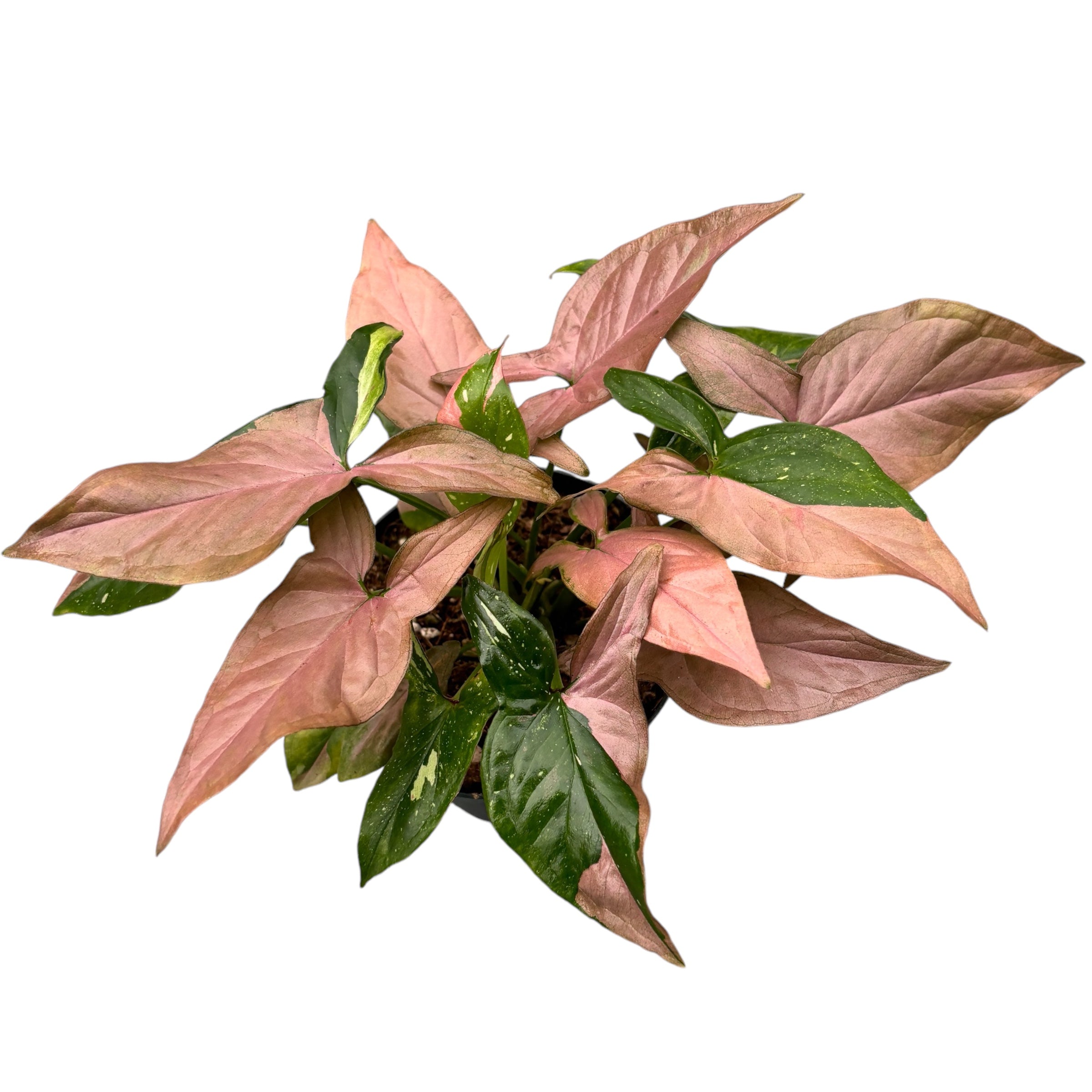 Syngonium podophyllum 'Red Spot' (Pink Splash) full pots