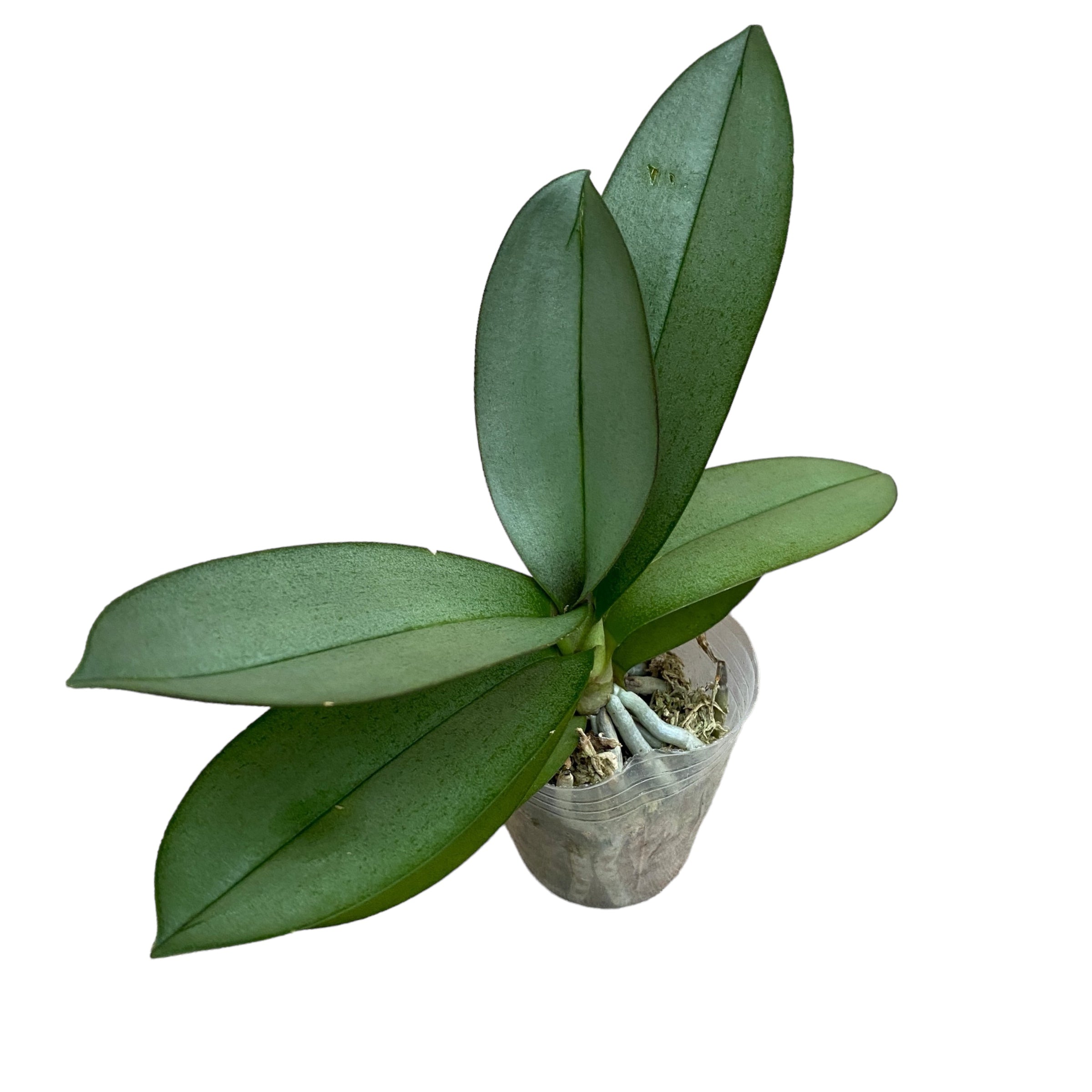 Phalaenopsis Purple Gem 'Miki Leopard' (Silver Leaves)