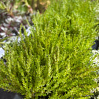 Sedum acre (iarba grasa aurie) - suculenta perena