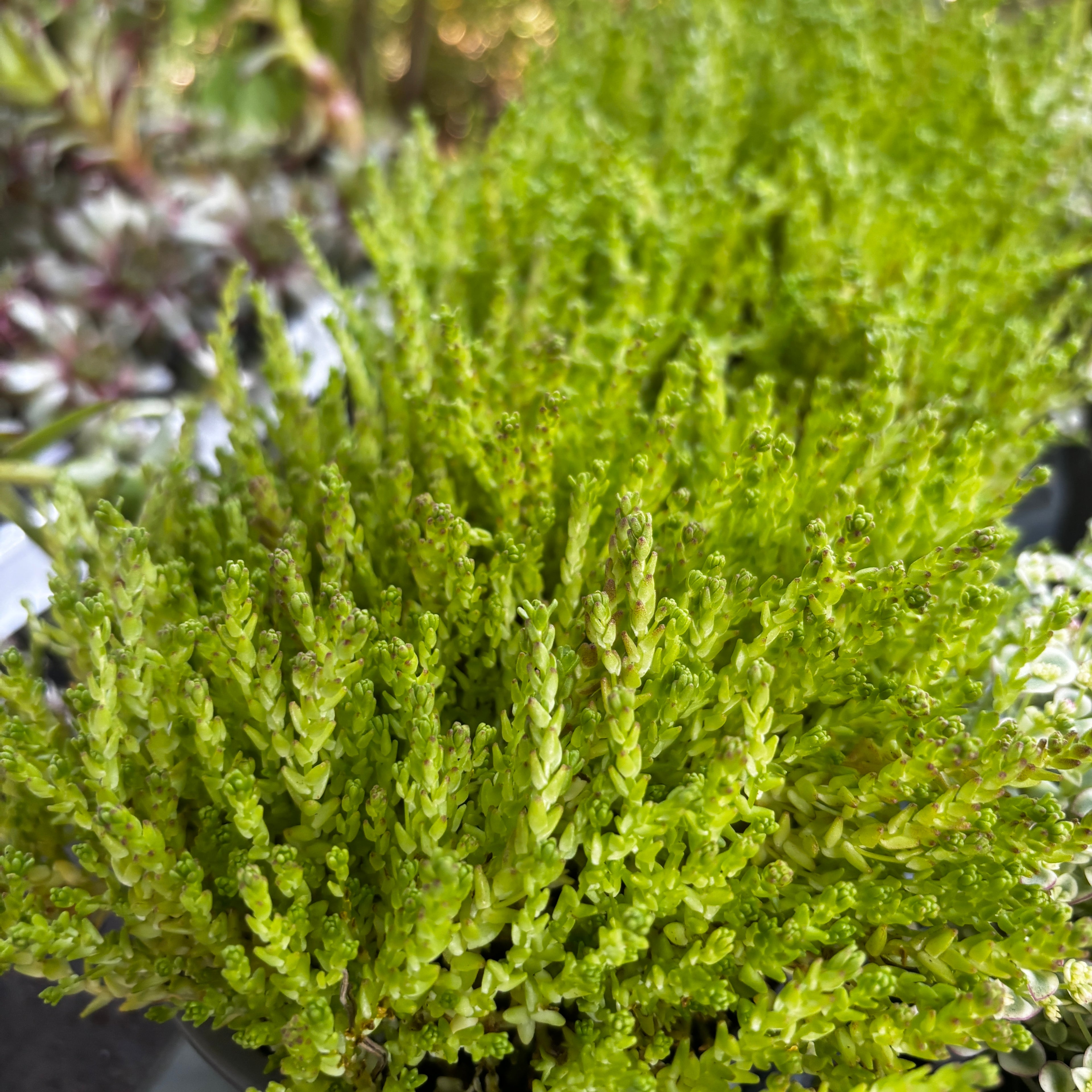 Sedum acre (iarba grasa aurie) - suculenta perena