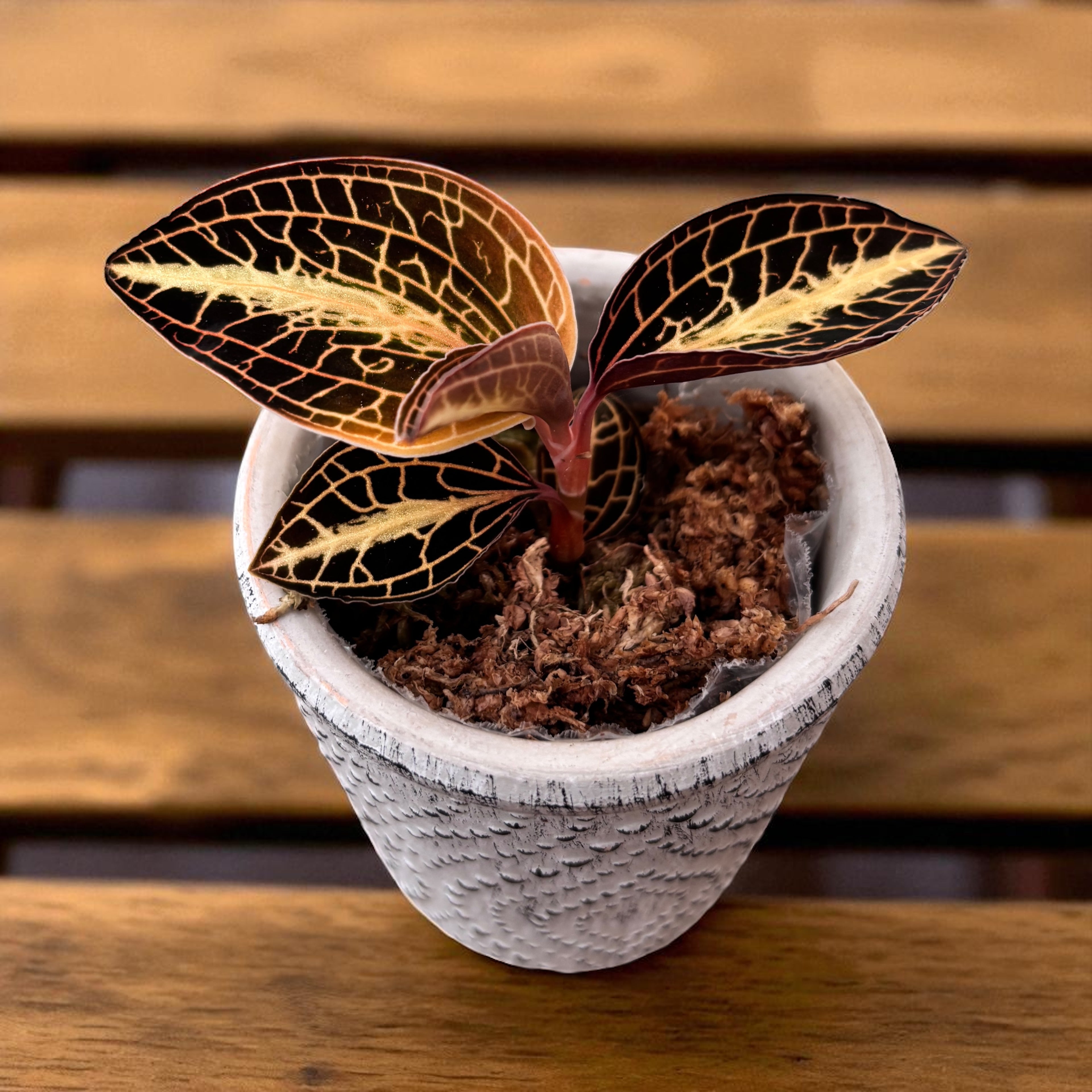 Anoectochilus roxburghii 'Golden Heart' (Jewel Orchid)
