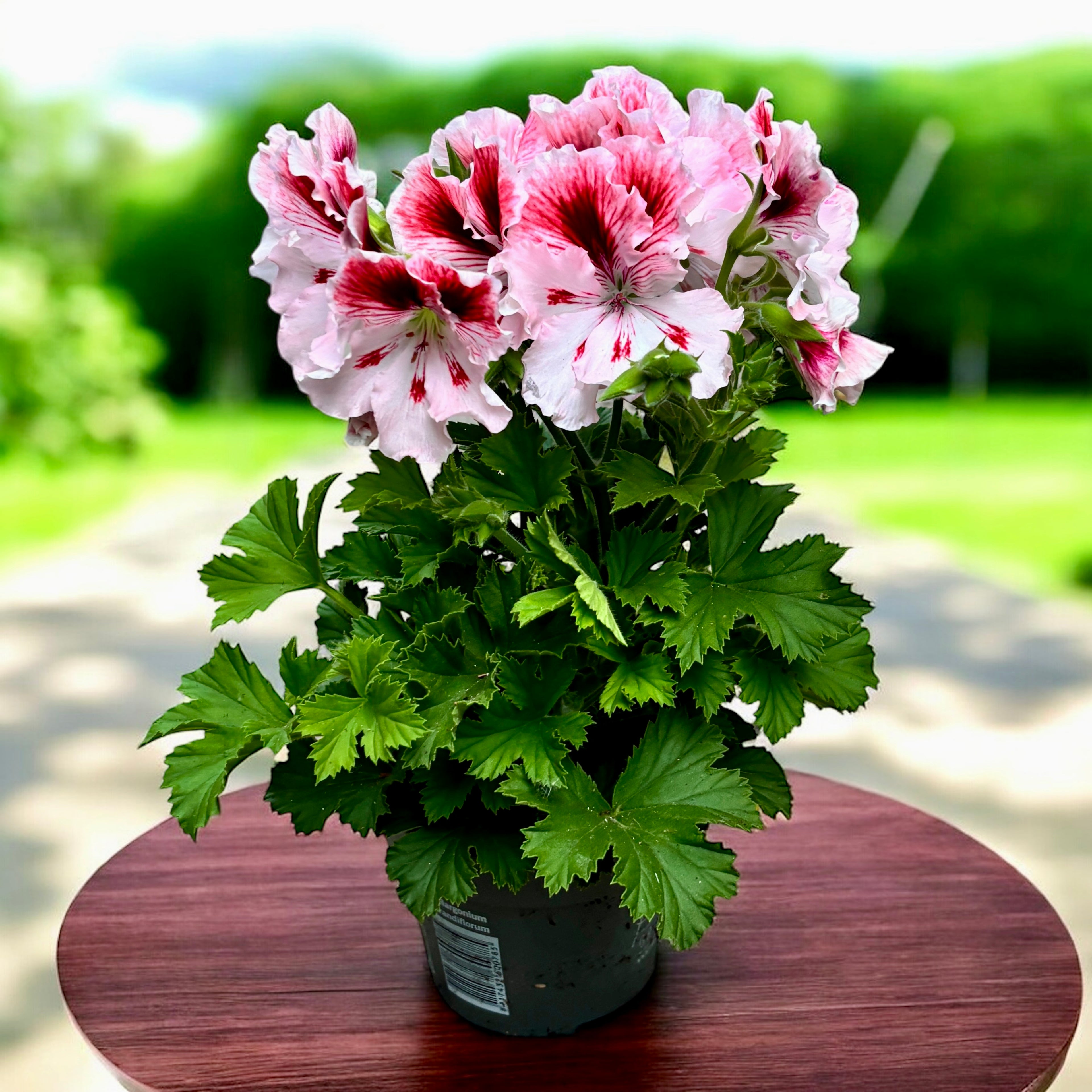 Pelargonium Grandiflorum 'Elegance Mona’ (muscate englezesti)
