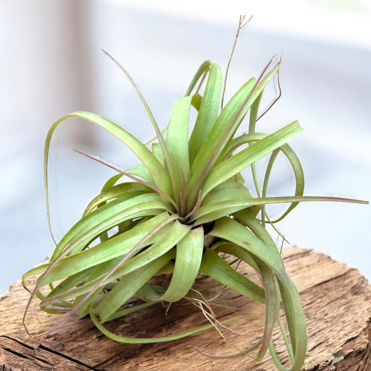Tillandsia 'Eric Knobloch' – Secret Garden Plant Shop