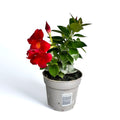 Mandevilla (Dipladenia) ‘Rio’ Rossa - fiori profumati rossi