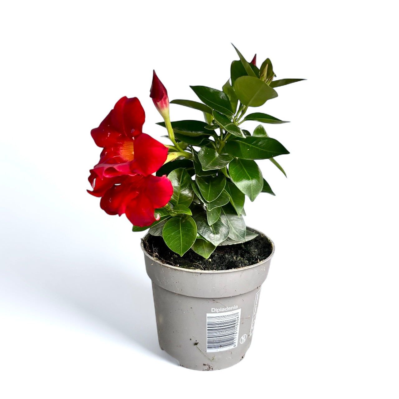 Mandevilla (Dipladenia) ‘Rio’ Red - flori parfumate rosii