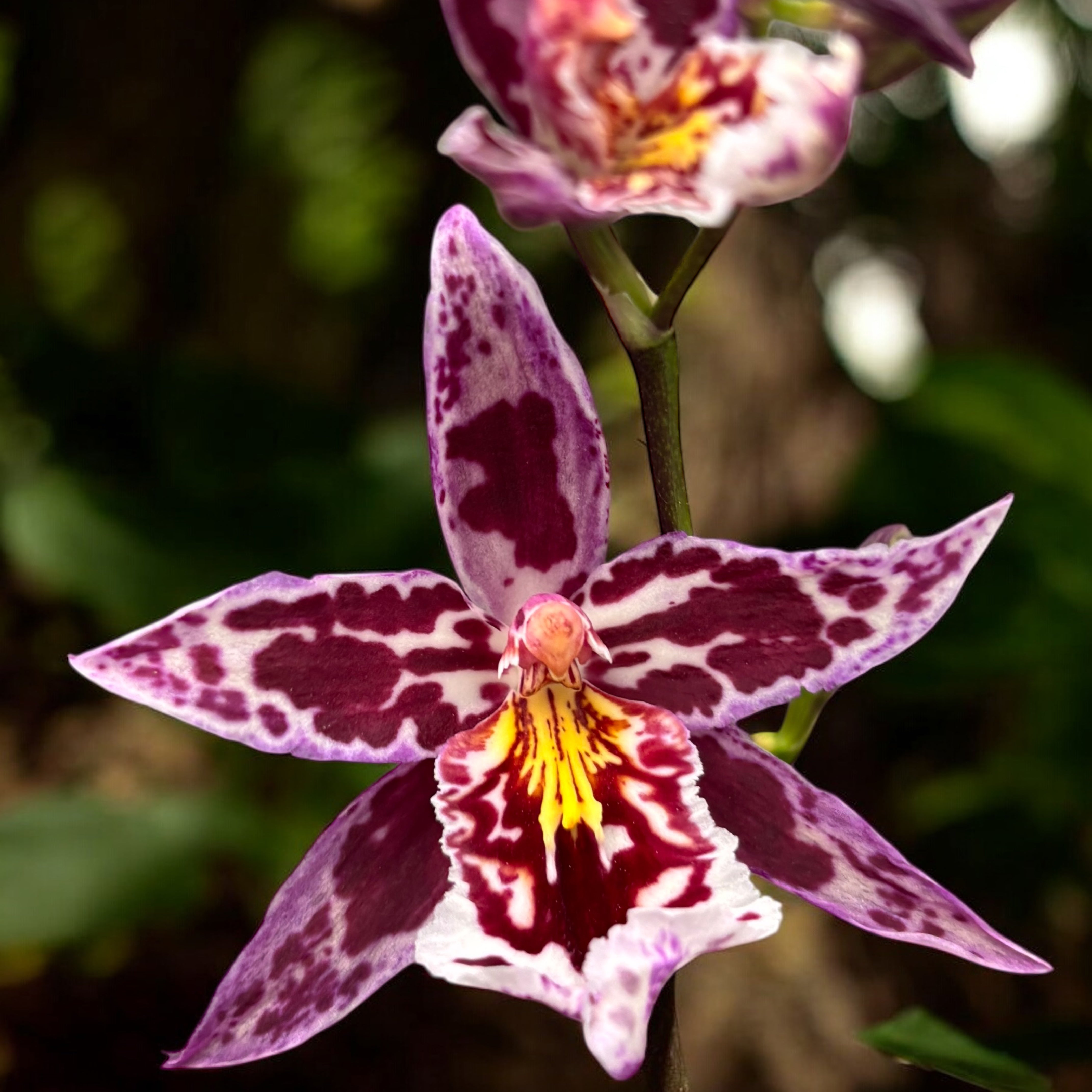 Vuylstekeara Melissa Brianne – Secret Garden Plant Shop