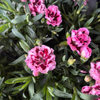 Dianthus ‘Oscar Purple Star’ - wieloletnie goździki o podwójnych różowych pachnących kwiatach