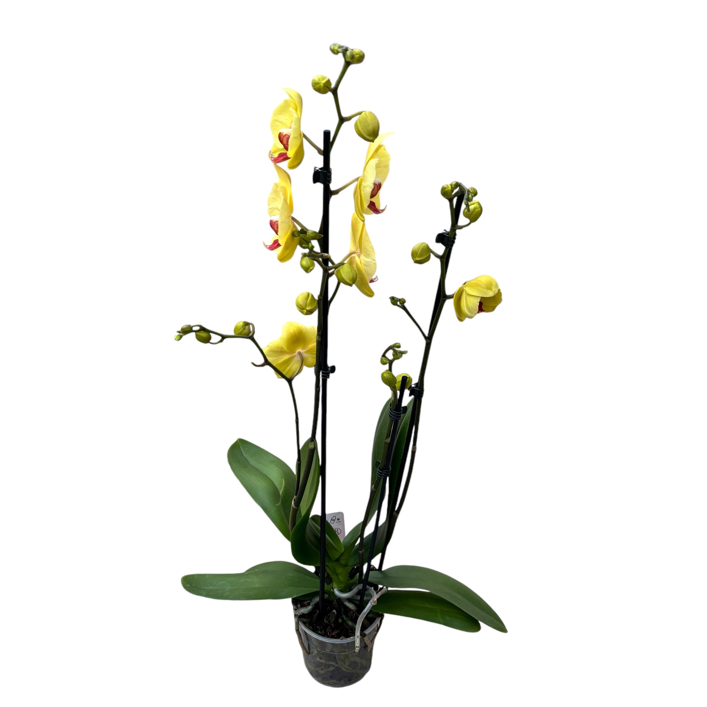 Phaelanopsis Yellowstone