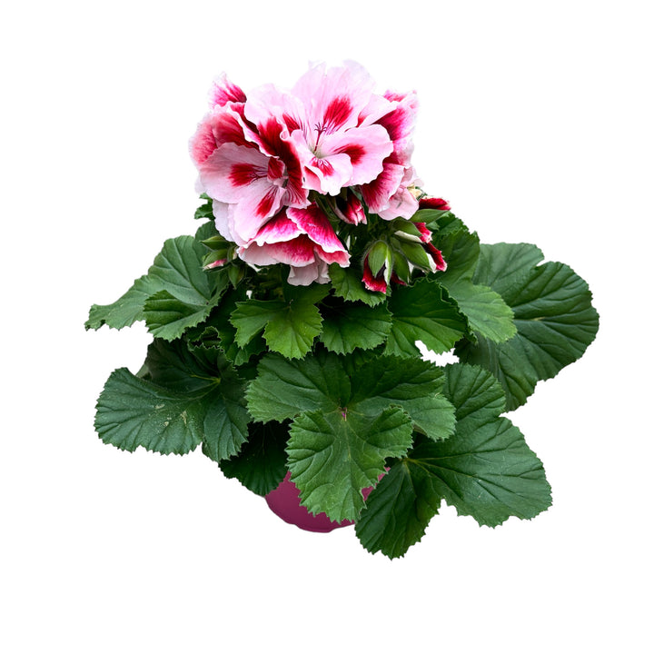 Pelargonium grandiflorum 'Elegance Pauline' (muscate englezesti)