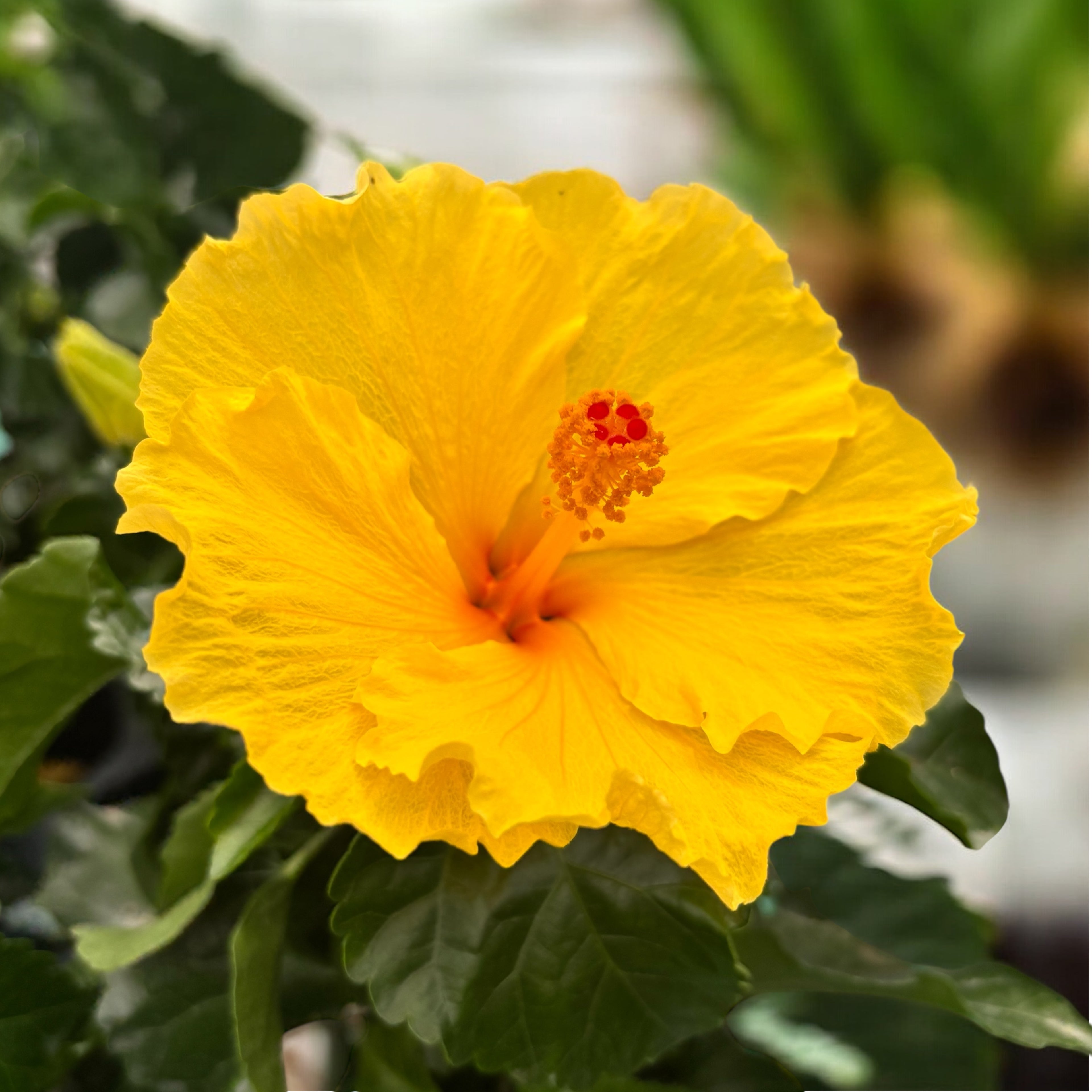 Hibiscus rosa-sinensis ‘Aura Yellow’ - Japonski vrtnici z velikimi rumenimi cvetovi