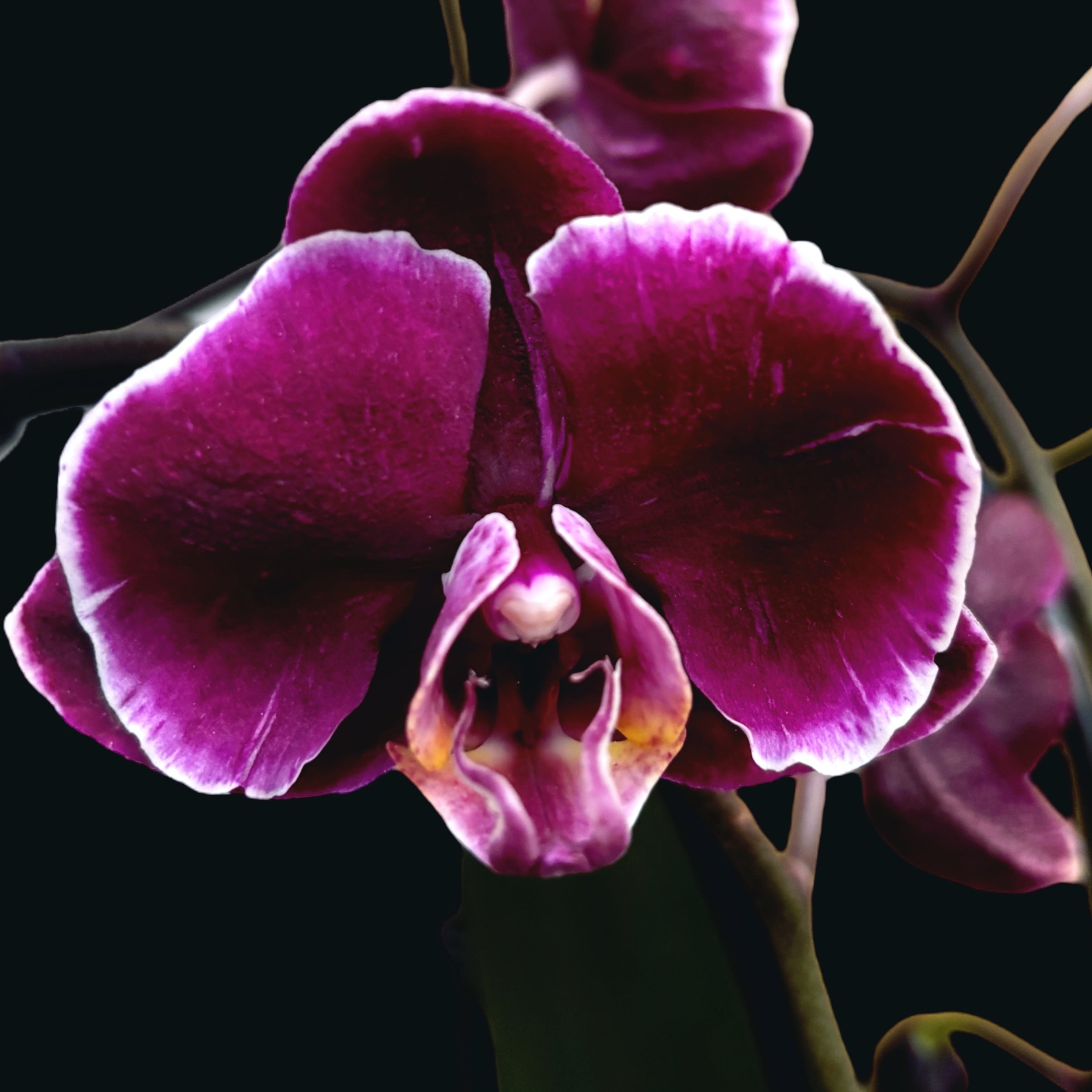 Phalaenopsis Chiada Stacy Chocolate Drop (Ph. Magic Art - Dark Solid)
