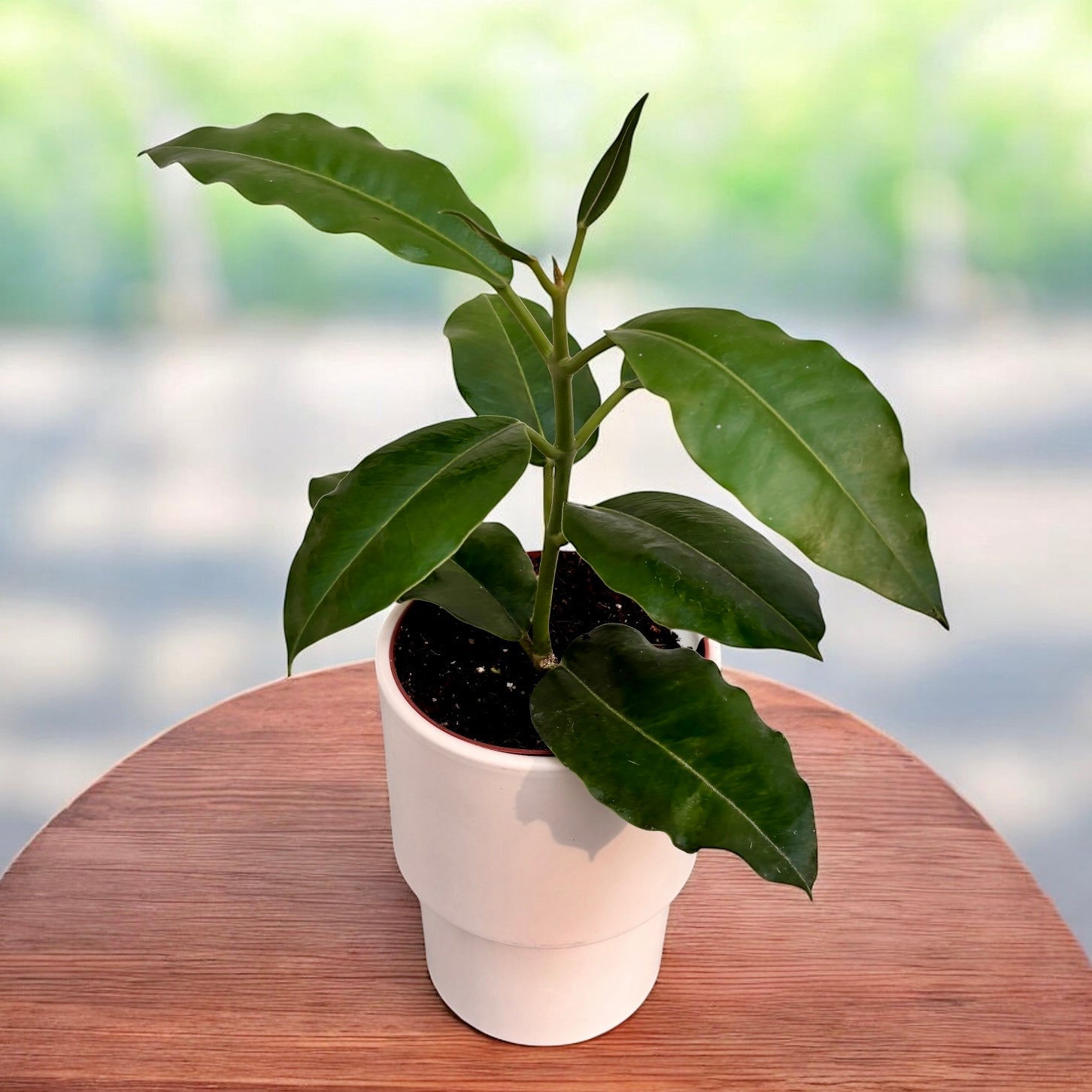 Hoya imperialis 'Palawan' parfumata