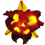 Rlc. Liu's Joyance (Variegata)