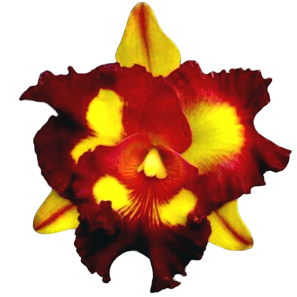 Rlc. Liu's Joyance (Variegata)