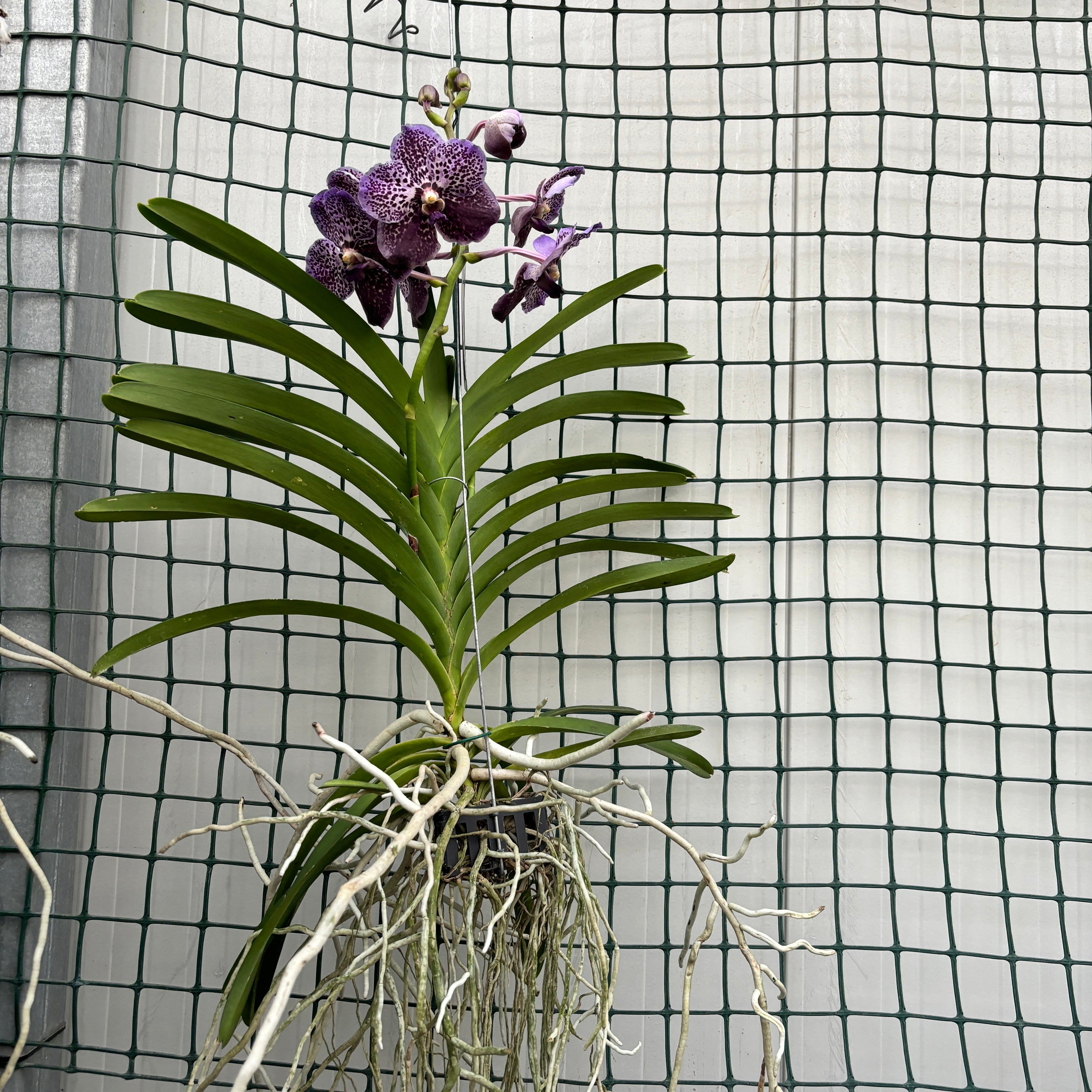 Vanda Sunanda Jeff Leatham (ANSU)