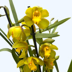 Cymbidium 'Greenflame'