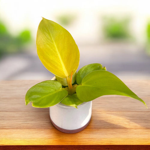 Philodendron 'Golden Melinonii' (babyplant) – Secret Garden Plant Shop