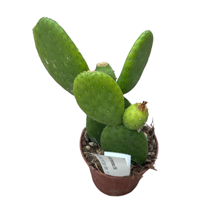 Opuntia tomentosa