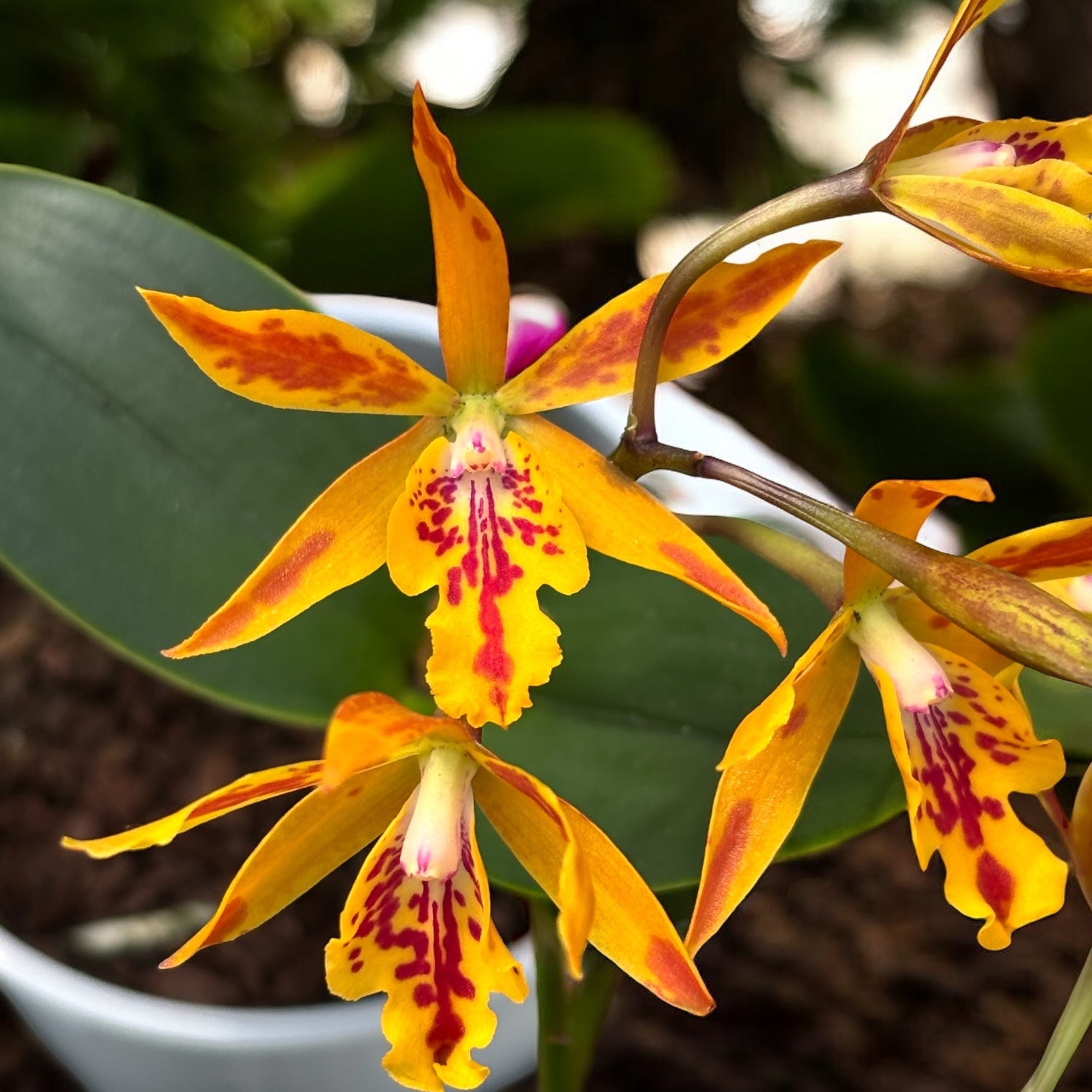 Epicatanthe Volcano Trick - parfumata