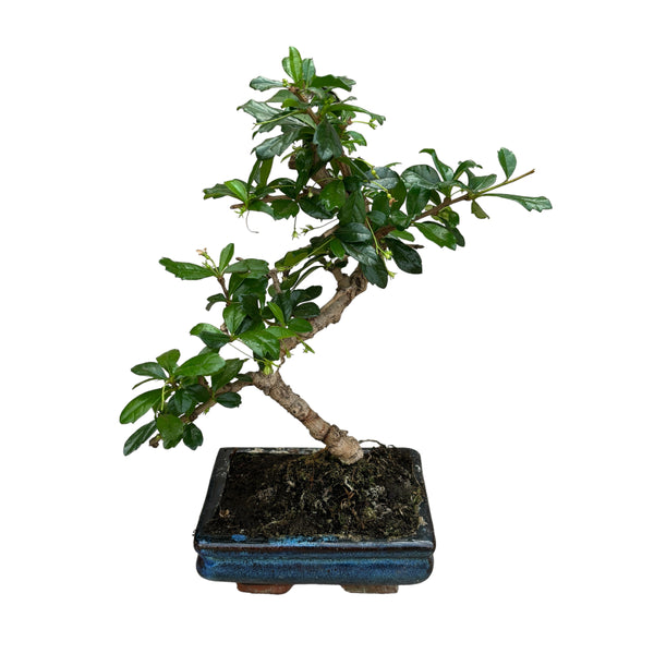 Bonsai Carmona form S