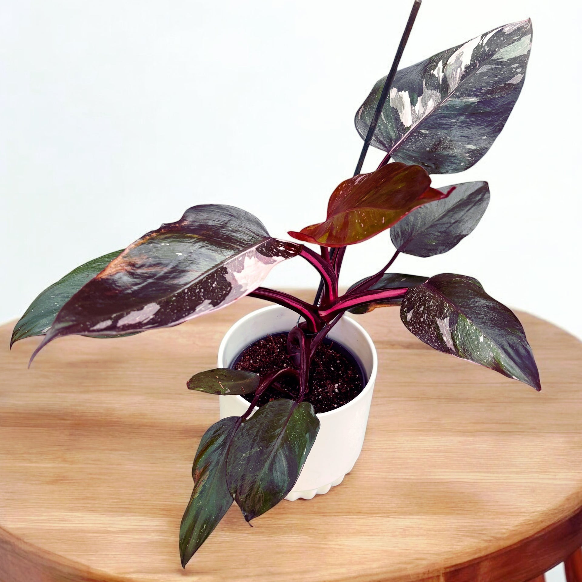 Philodendron 'Pink Princess' – Secret Garden Plant Shop