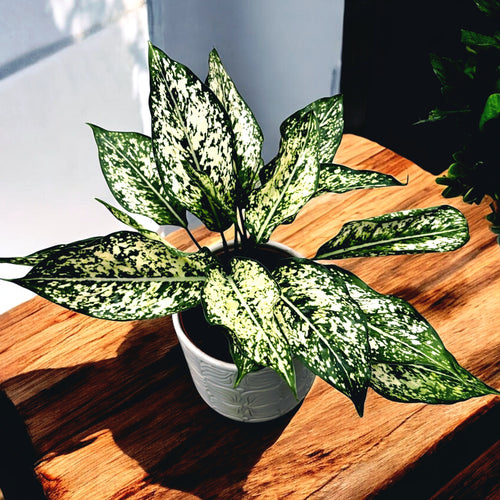 aglaonema osaka white care Aglaonema Osaka (Snow White) – Secret Garden Plant Shop