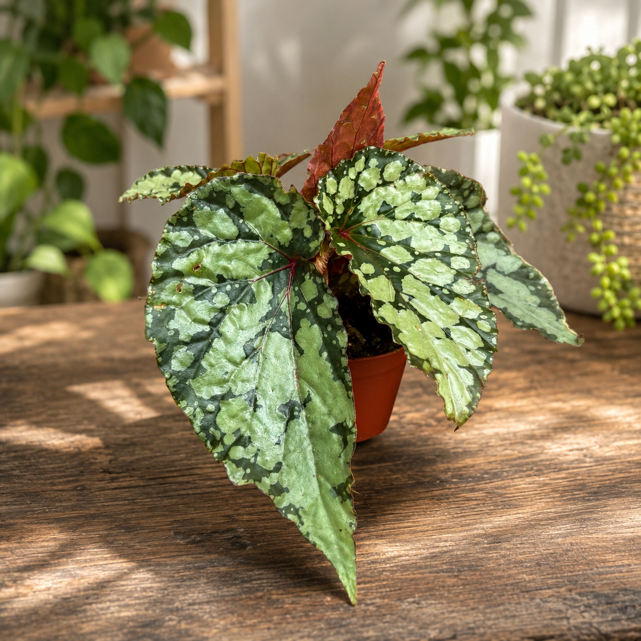 Begonia Lucifer