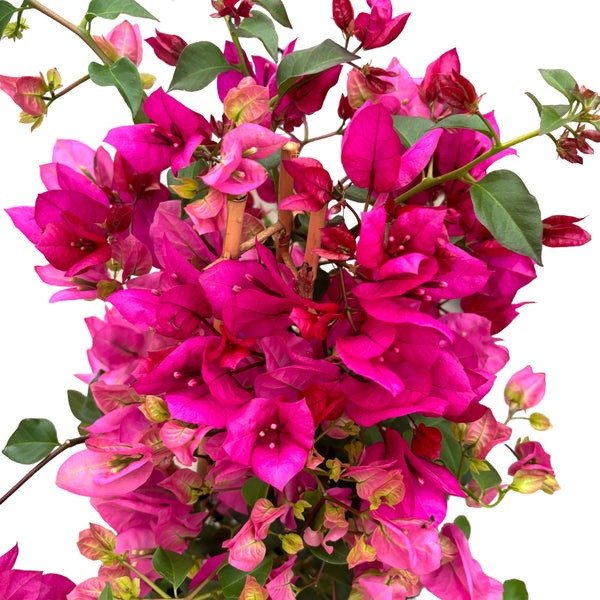 Bougainvillea 'PINK' - die Papierblume (2 Farben/Topf)