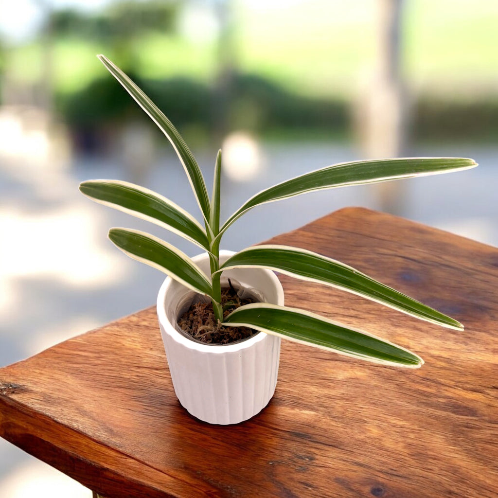 Arachnis Maggie Oei 'Variegata'