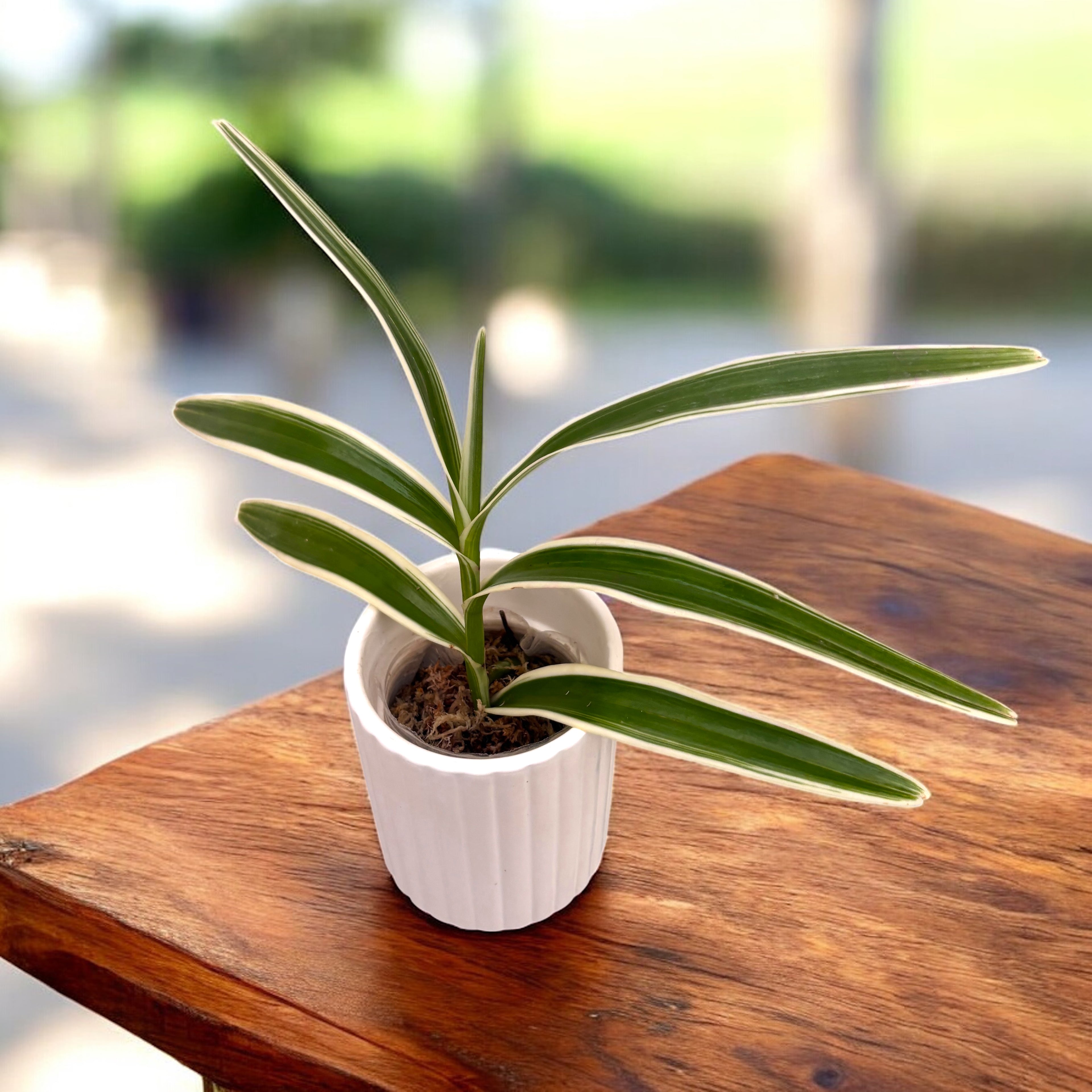 Arachnis Maggie Oei 'Variegata'