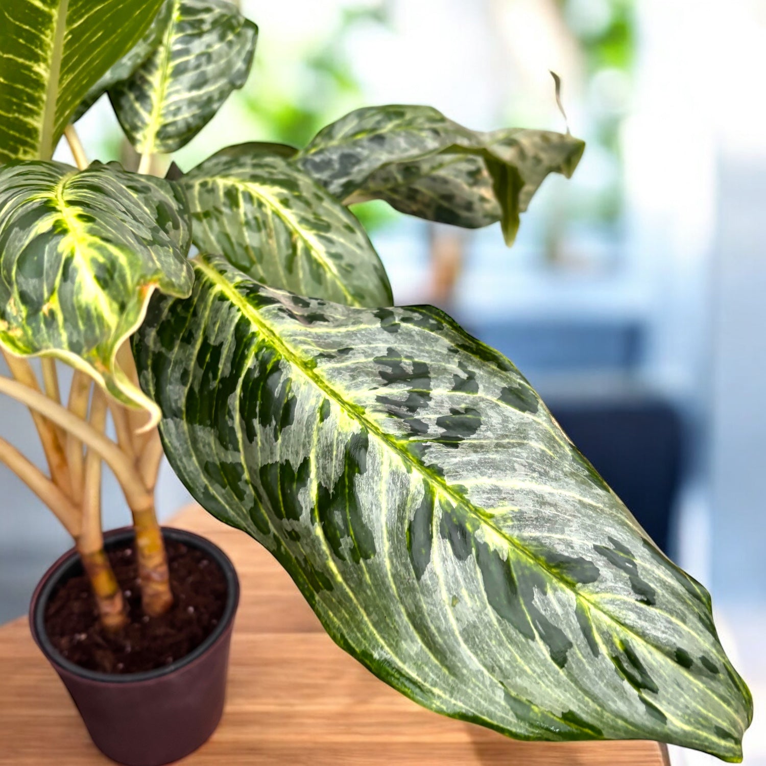 Aglaonema 'Peacock' – frunzis tropical cu pattern spectaculos, in