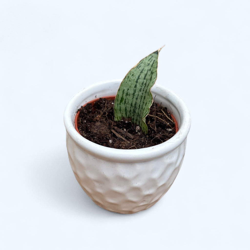 Sansevieria 'Cinta'