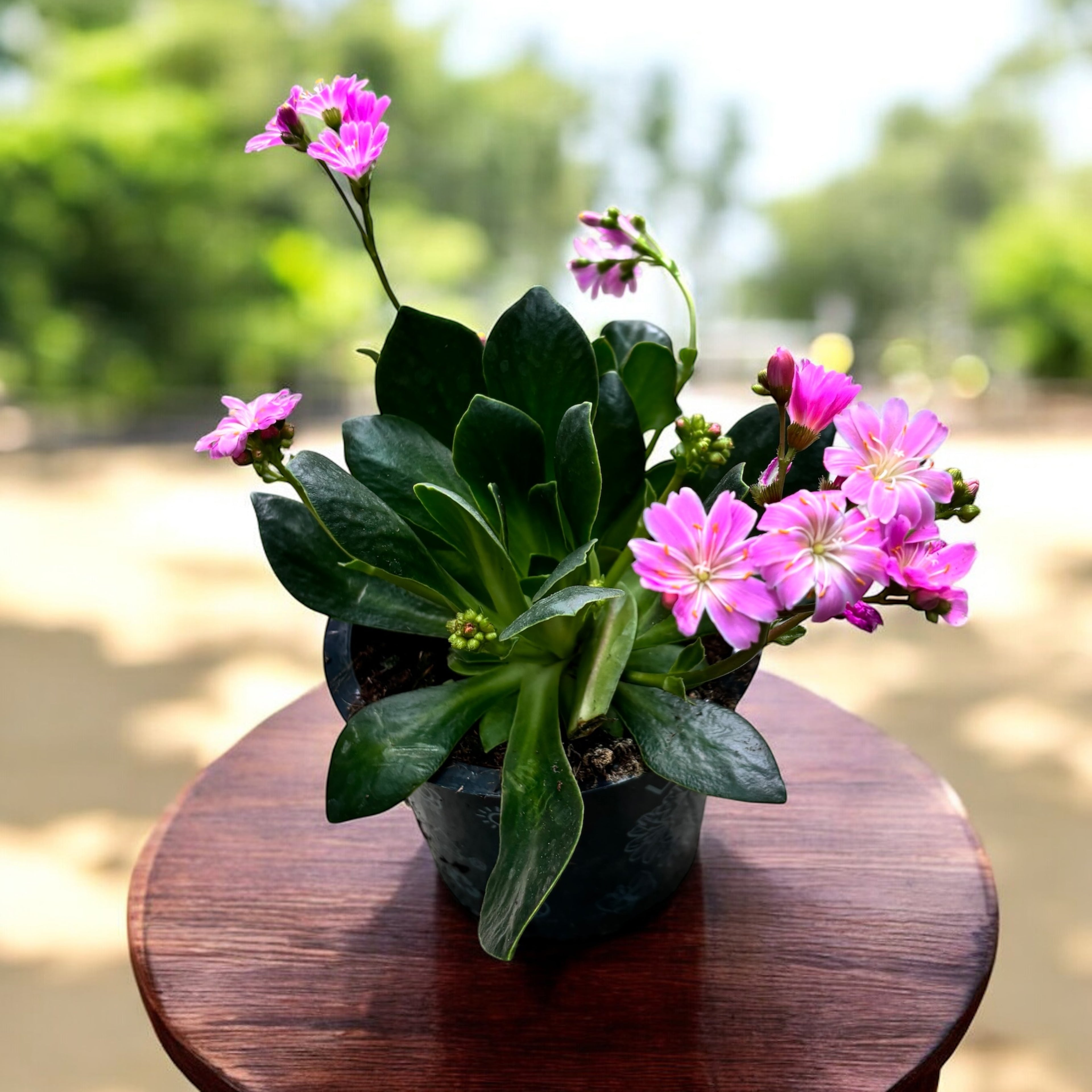 Lewisia cotyledon - planta suculenta perena cu flori decorative si inflorire abundenta