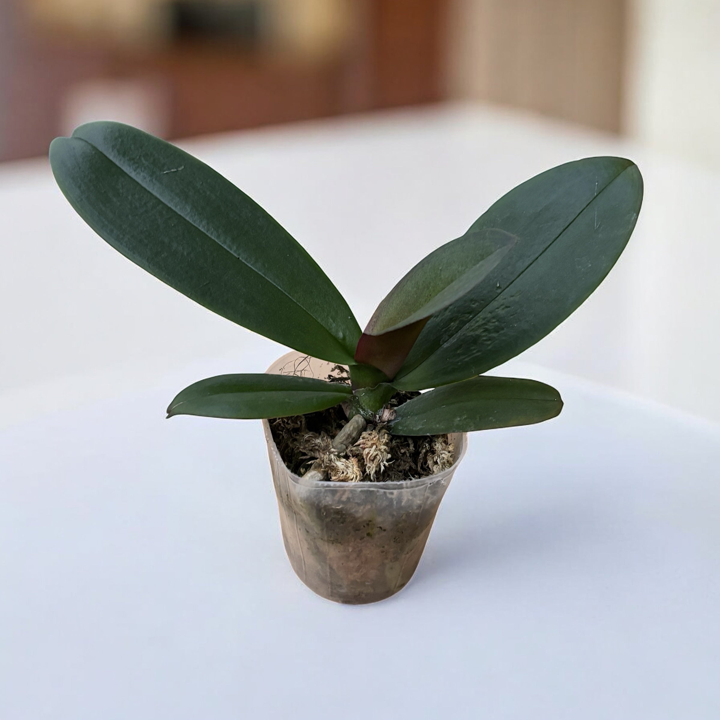 Phalaenopsis Violet Thunder (pelorica)