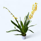 Odontocidium Remember Burkhard Holm (flori parfumate)- exemplare dezvoltate