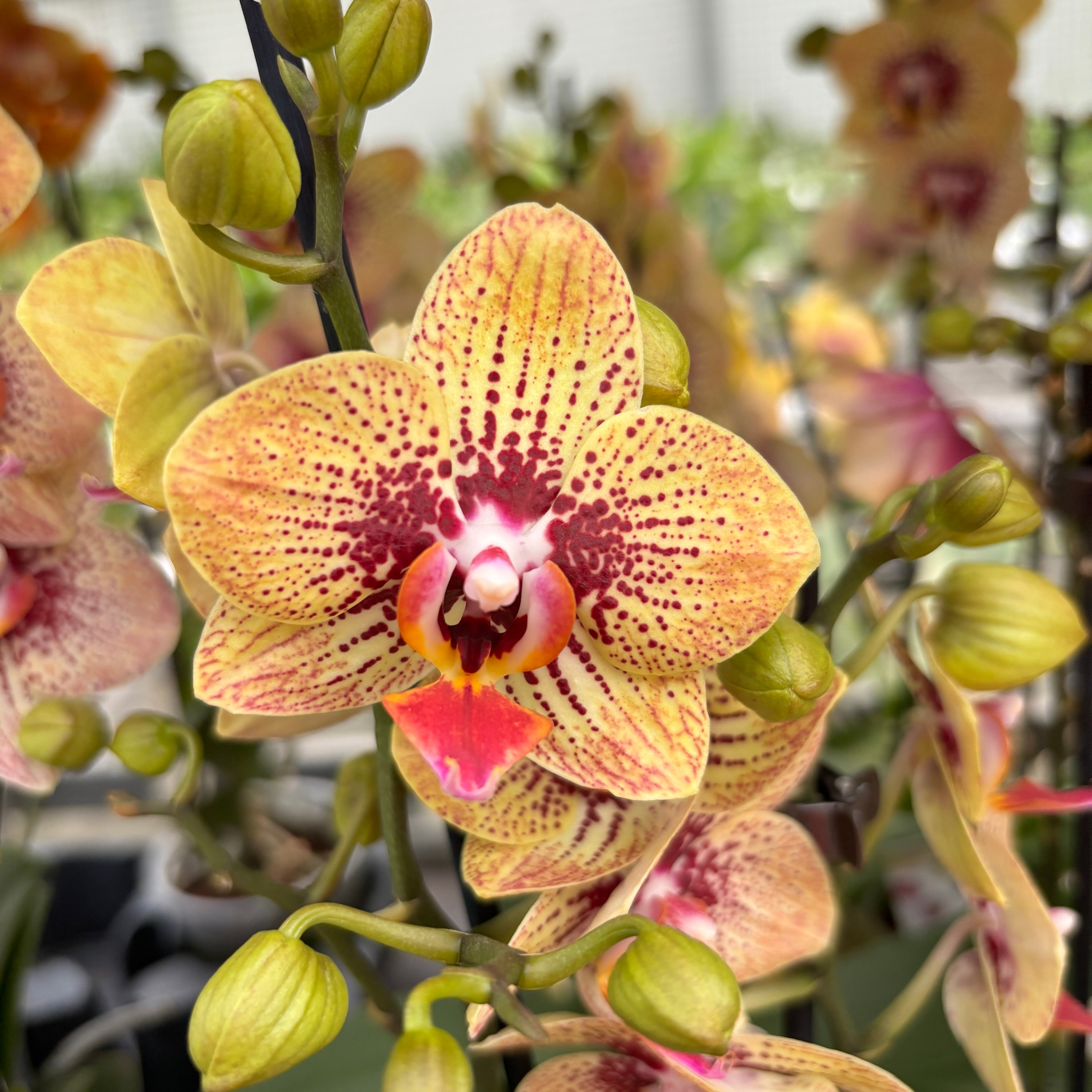 Phalaenopsis 'Elegant Charmer' (Karin Aloha) -  orhidee cu farmec exotic si flori pictate in nuante calde