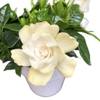 Gardenia Jasminoides parfumata D9 (2-3plante/ghiveci)