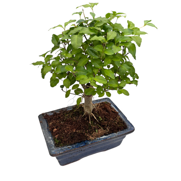 Bonsai Ligustrum (bonsai pentru incepatori)