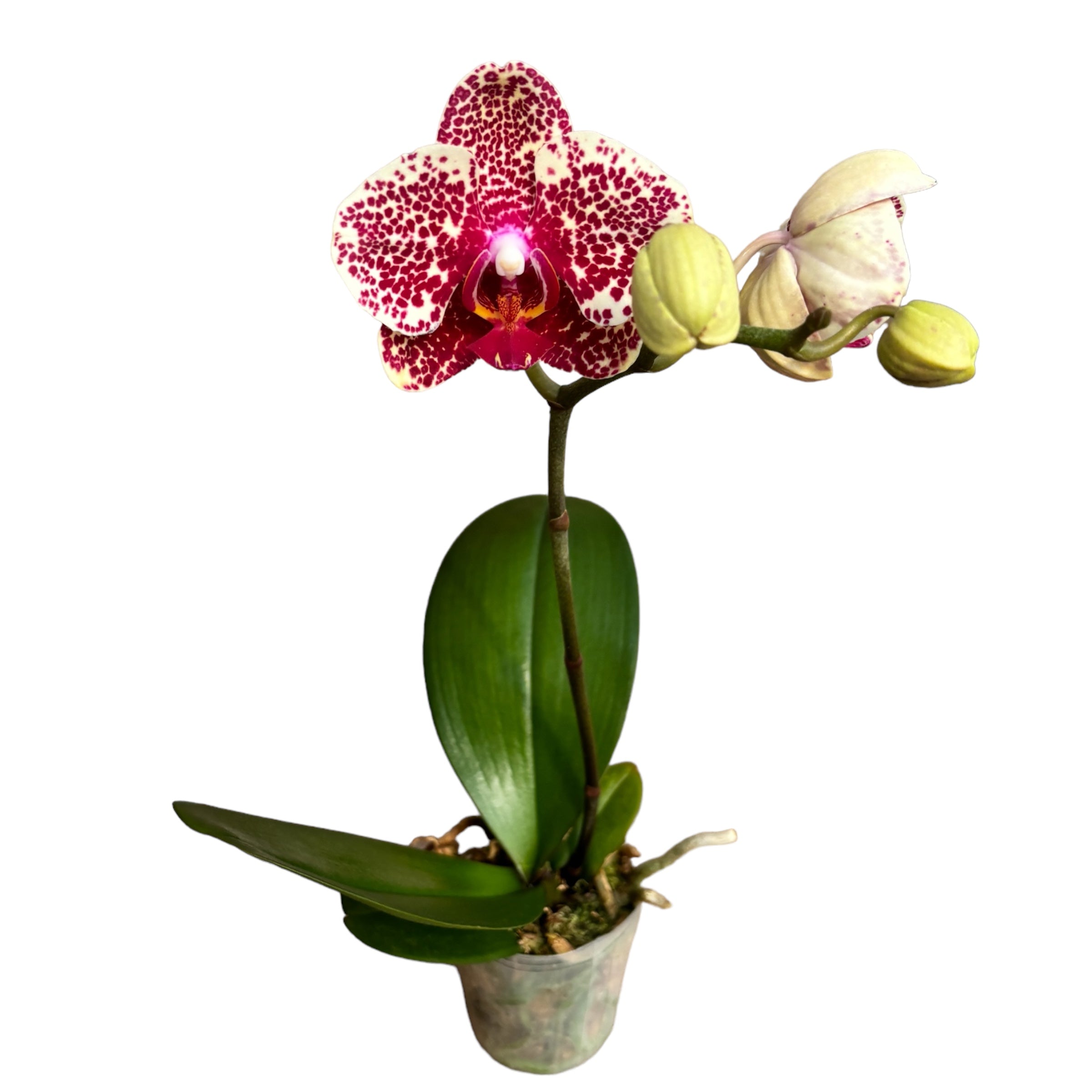 Phalaenopsis OX Red Sesame