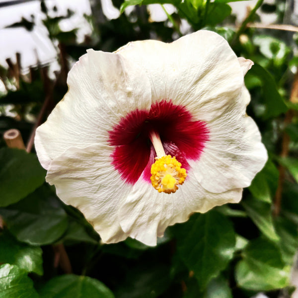 Hibiscus 'Adonicus Pearl'- exemplare XL 2-3pp