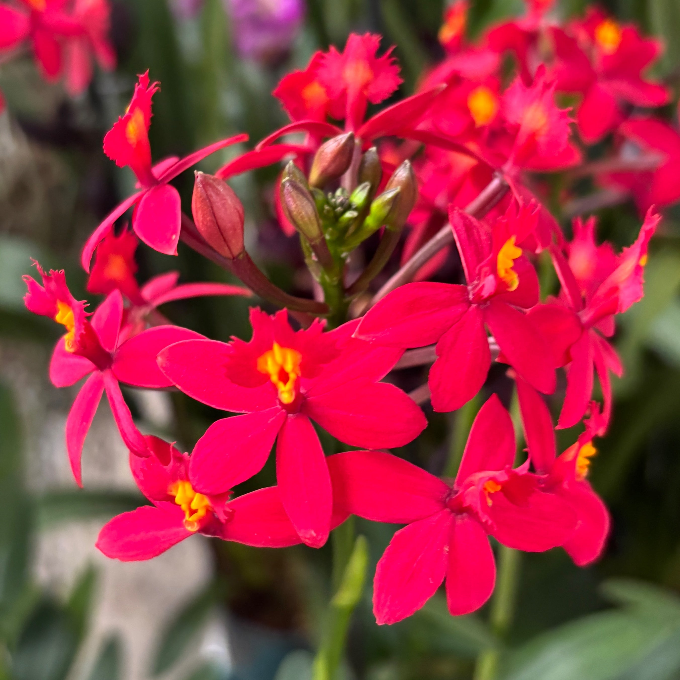 Epidendrum radicans 'Crimson'
