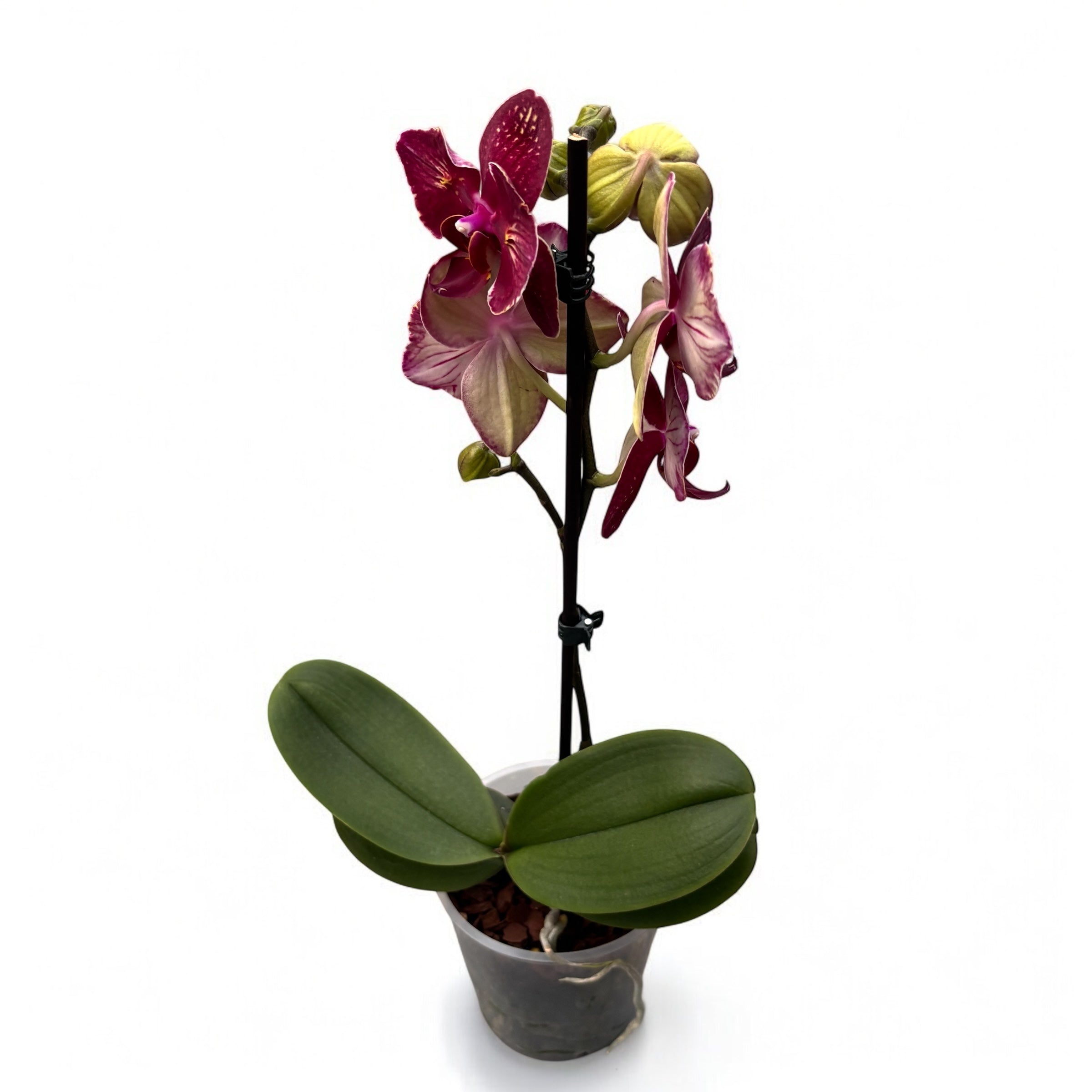 Phalaenopsis I-Hsin Claire '(Peloric - Butterfly)