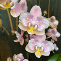 Phalaenopsis Aromio Oriental profumata e pelorica (Farfalla)