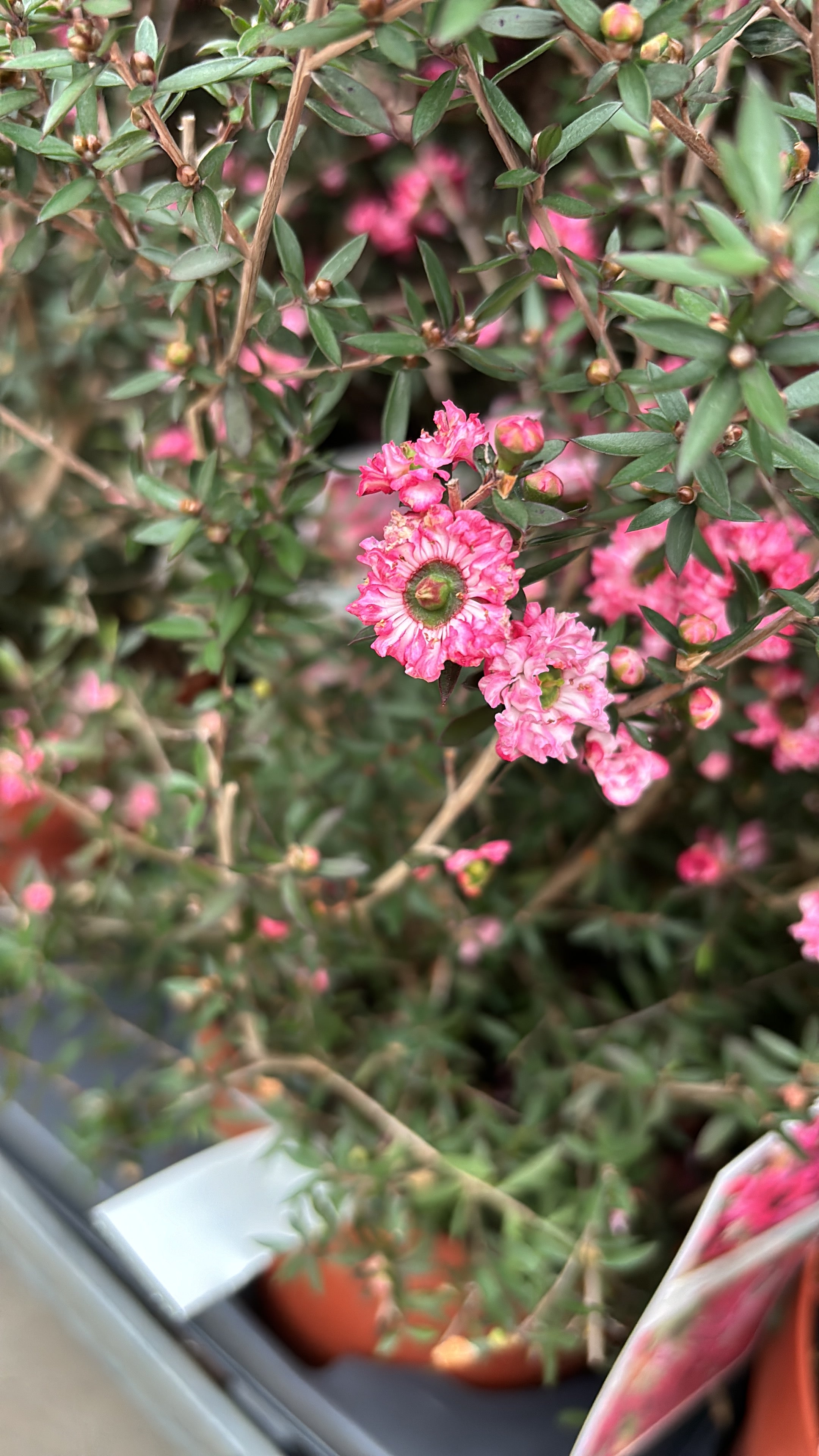 Leptospermum scoparium 'Coral Candy' (Tea Tree, Manuka) - flori duble roz