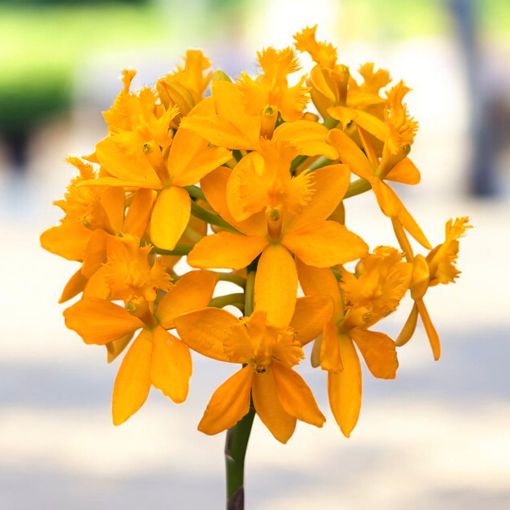 Epidendrum radicans 'Yellow' XL