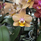 Phalaenopsis Scention (Aromio Fresh) - flori intens parfumate