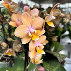 Phalaenopsis Scention (Aromio Fresh) - flori intens parfumate
