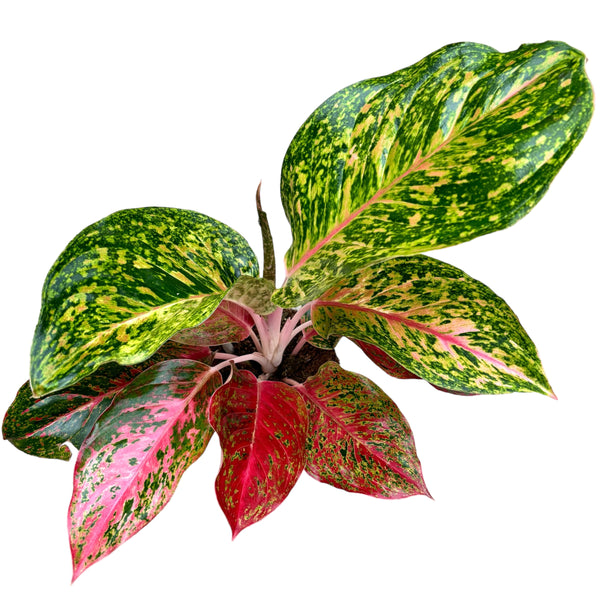 Aglaonema 'Samba Red'