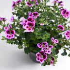 Vonné muškáty proti komárom - Pelargonium ‘Angel Parfum Jady’